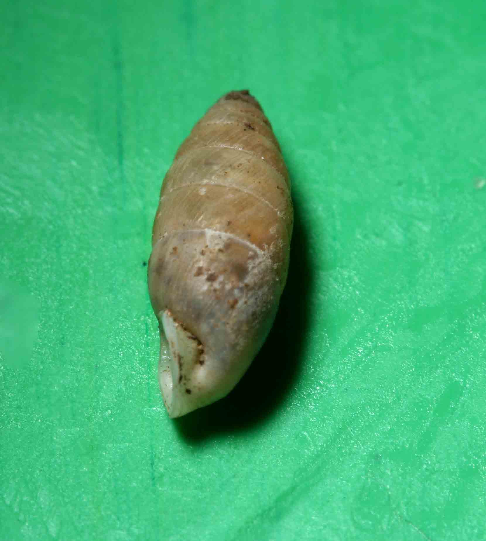 Jaminia quadridens (O.F.Muller,1774)Campo Imperatore (AQ)